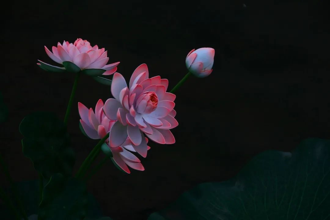 967997332c76eb9834f66bb809f51bc8.jpg